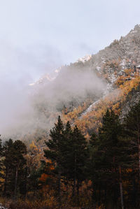 Scenic view of forest against sky during autumn