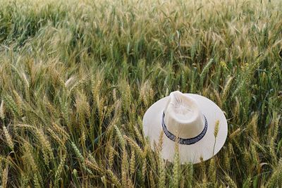 High angle view of sun hat on wheat field