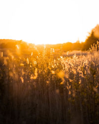 Scenic view of field against clear sky during sunset