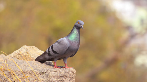 Close-up of bird perching outdoors