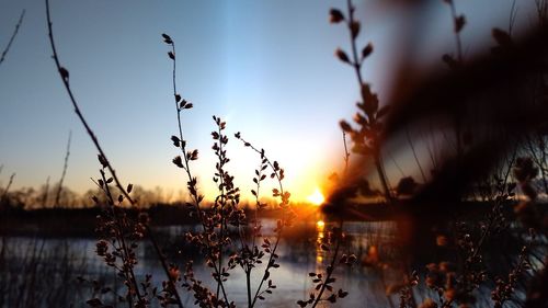 Silhouette plants by lake against sky during sunset