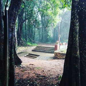 Park bench by trees in forest