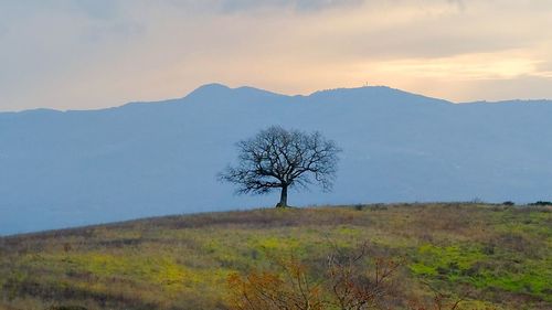 Bare tree on mountain against sky