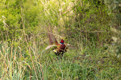 View of a bird on grass