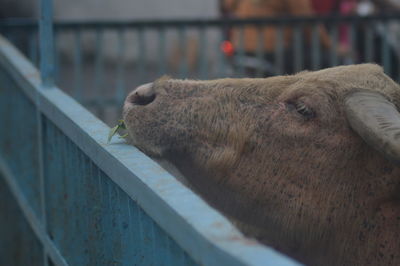 Close-up of cow