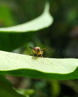 Close-up of insect on leaf