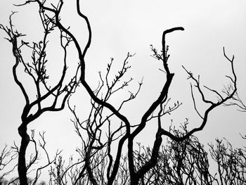 Low angle view of bare tree against sky