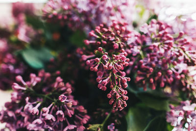 Close-up of pink flowering plant