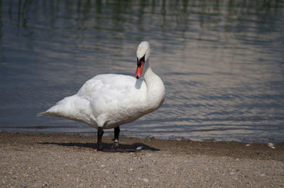 Swan on the beach