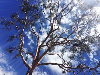 Low angle view of bare tree against blue sky