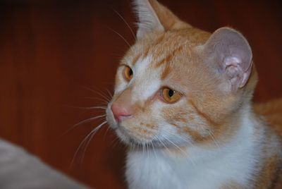 Close-up of cat looking away