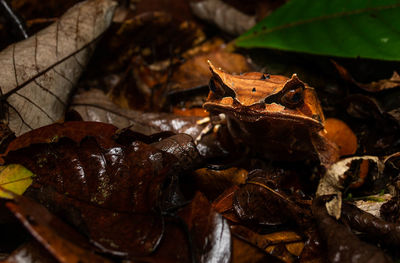 Close-up of insect on leaves