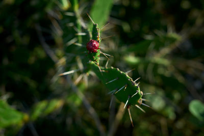 Close-up of insect on plant