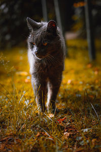 Cat looking away on field