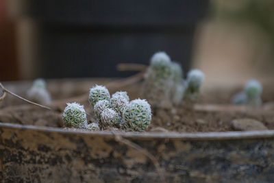 Close-up of small potted plant