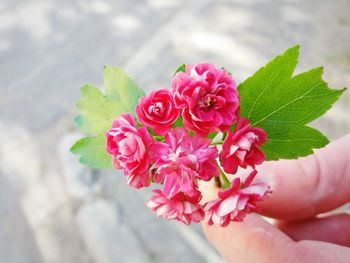 Close-up of hand holding flowers