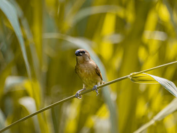 Close-up of bird perching on plant