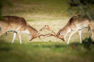 Side view of deer fighting on grassy land