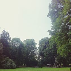 Trees on grassy field