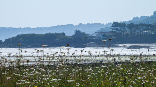 Scenic view of sea against clear sky
