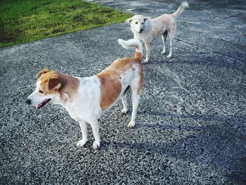 Side view of dog standing on road