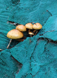 High angle view of mushrooms on wood