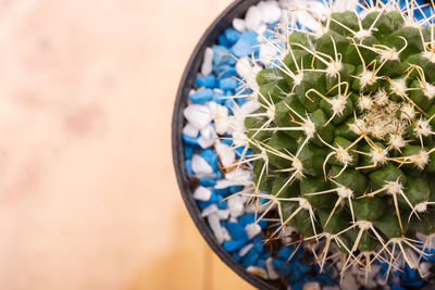 Close-up of cactus in potted plant