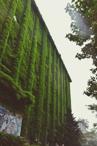 Low angle view of trees