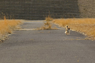 View of dog running on road