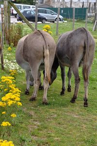 Horse grazing on grassy field