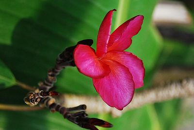 Close-up of flower against blurred background