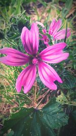 Close-up of pink flowers blooming outdoors