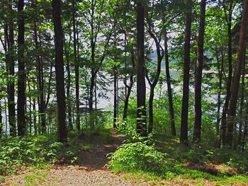 Trees in forest