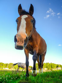 Low angle view of horse against sky