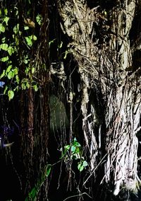 Close-up of tree trunk in forest