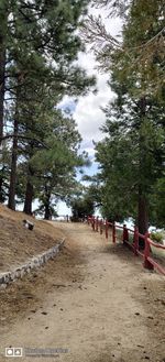 Dirt road amidst trees against sky