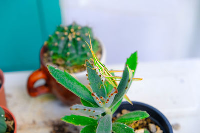 Close-up of succulent plant