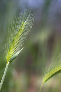 Close-up of plant growing on field