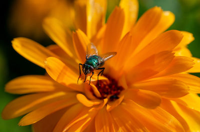 A fly on a petal in summer