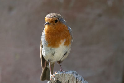 Portrait of a european robin perching on a wooden post