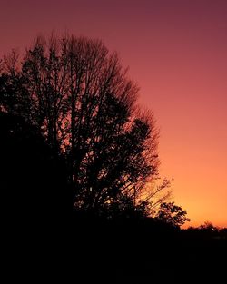 Low angle view of silhouette tree against sky at night