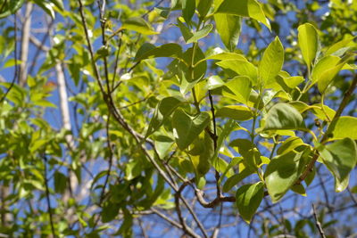 Low angle view of fresh green leaves