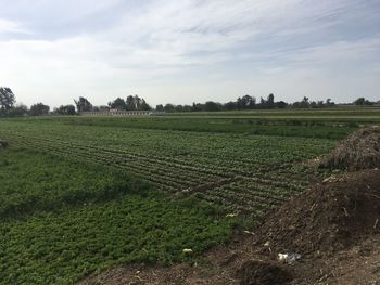 Scenic view of agricultural field against sky