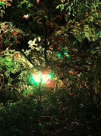 Close-up of christmas tree at night