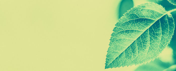 Close-up of fern leaves