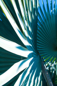 Close-up of palm leaf