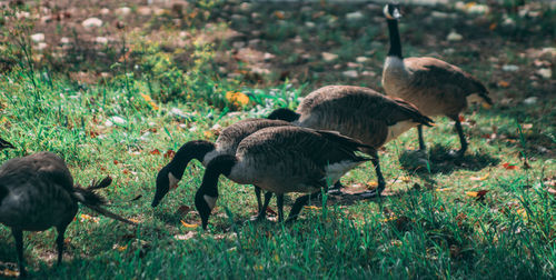 Mallard duck on field
