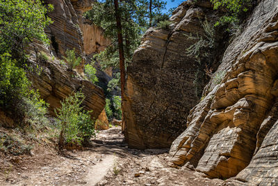 View of trees growing on rock