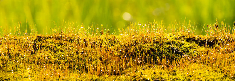 Close-up of yellow flowers growing on field