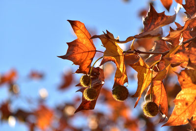 Low angle view of maple tree against sky